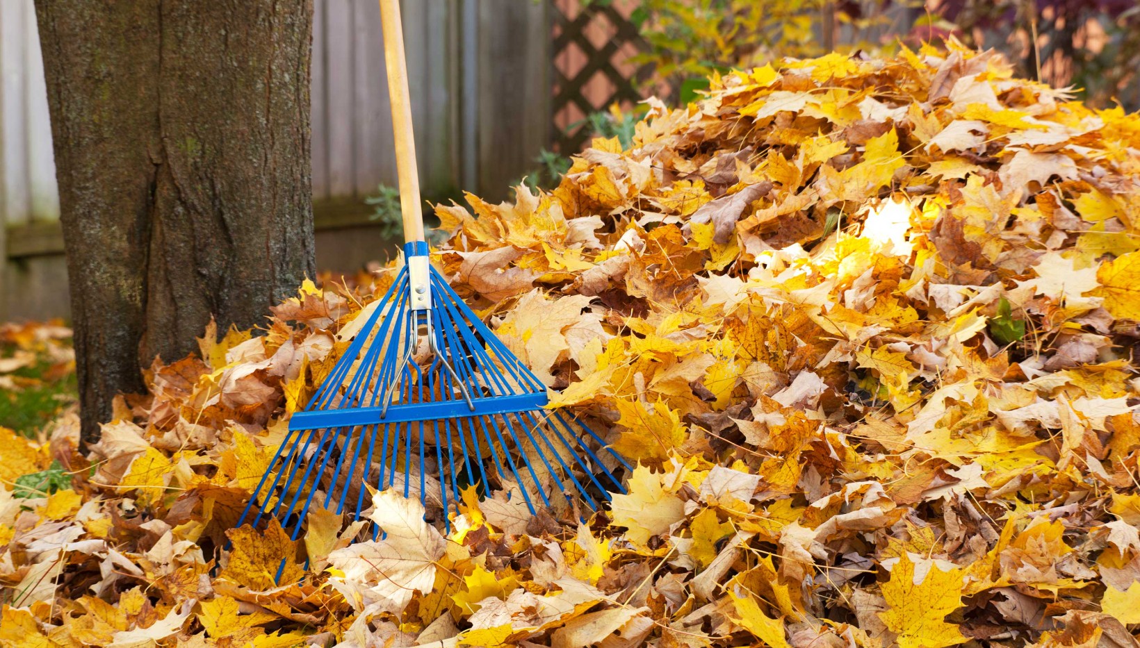 Seasonal Yard Clean-Up Jason Simmonds Vine & Branch Landscapes Portland Oregon